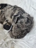 Pepper, a female Poodle - Standard  for sale in Spokane, WA – 1 of 1