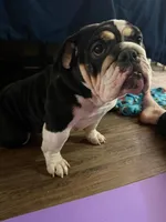 Tally , a female English Bulldog for sale in Wheeling, WV – 2 of 3