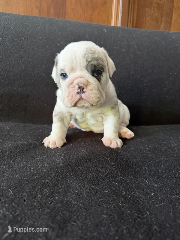 Lilac Merle male – English Bulldog puppy for sale in Claysville, PA