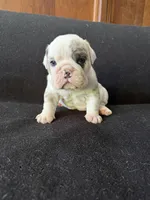 Lilac Merle male, a male English Bulldog for sale in Claysville, PA – 1 of 4