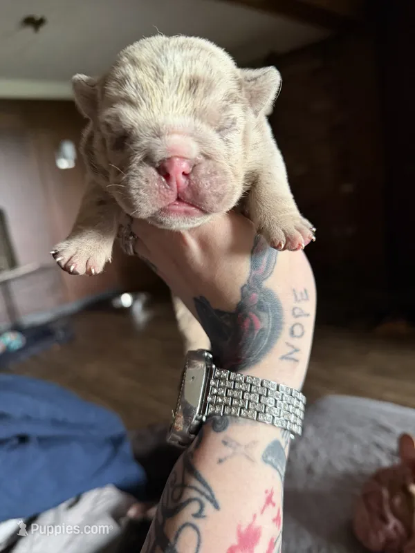 Lilac Merle female  – English Bulldog puppy for sale in Cambridge, OH