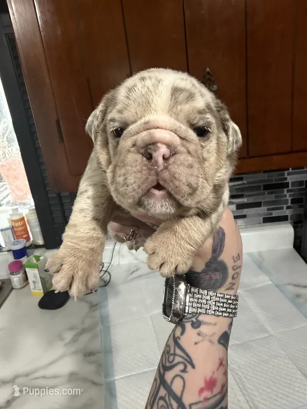 Lilac Merle female  – English Bulldog puppy for sale in Cambridge, OH