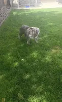 Rosie, a female English Bulldog for sale in Cambridge, OH – 3 of 5