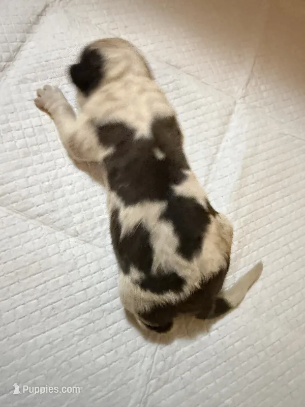 Boy 5  – Saint Bernard puppy for sale in Wheeling, WV