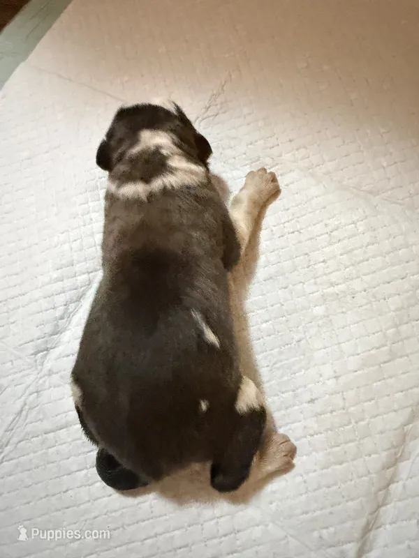 Girl 1  – Saint Bernard puppy for sale in Wheeling, WV
