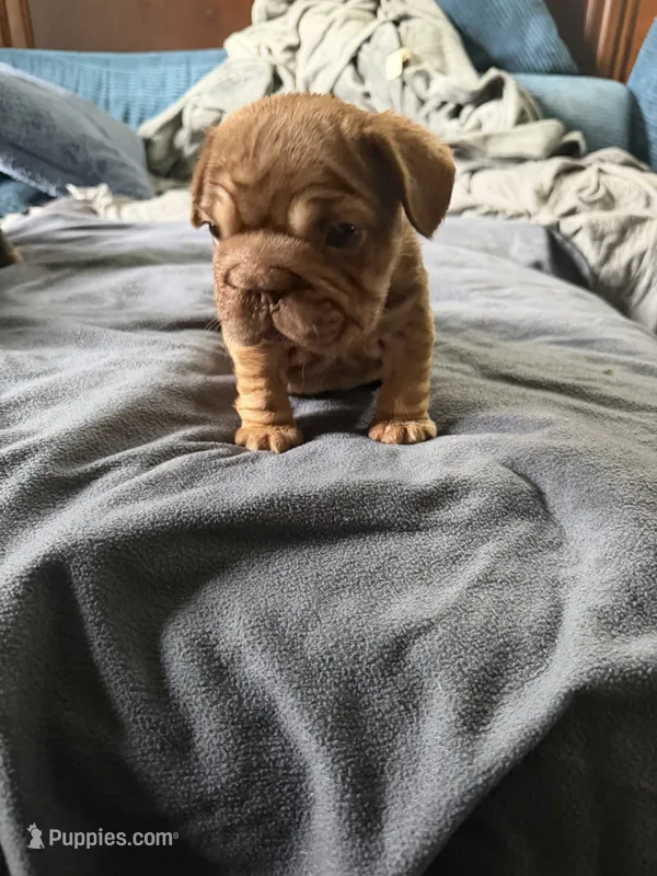 Tiny  – French Bulldog puppy for sale in Cambridge, OH