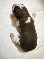 Girl 3 , a male Saint Bernard for sale in Wheeling, WV – 1 of 5