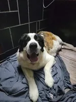 Boy 1, a male Saint Bernard for sale in Wheeling, WV – 5 of 5