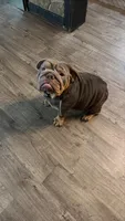 Tayto , a female English Bulldog for sale in Cambridge, OH – 2 of 2
