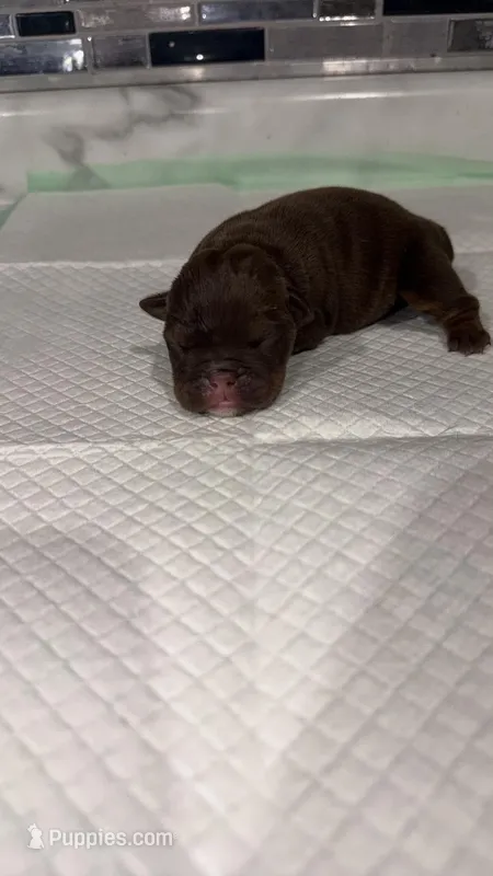 Chocolate male – English Bulldog puppy for sale in Cambridge, OH