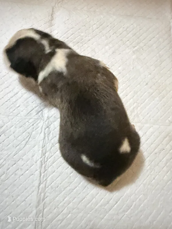 Girl 4  – Saint Bernard puppy for sale in Wheeling, WV