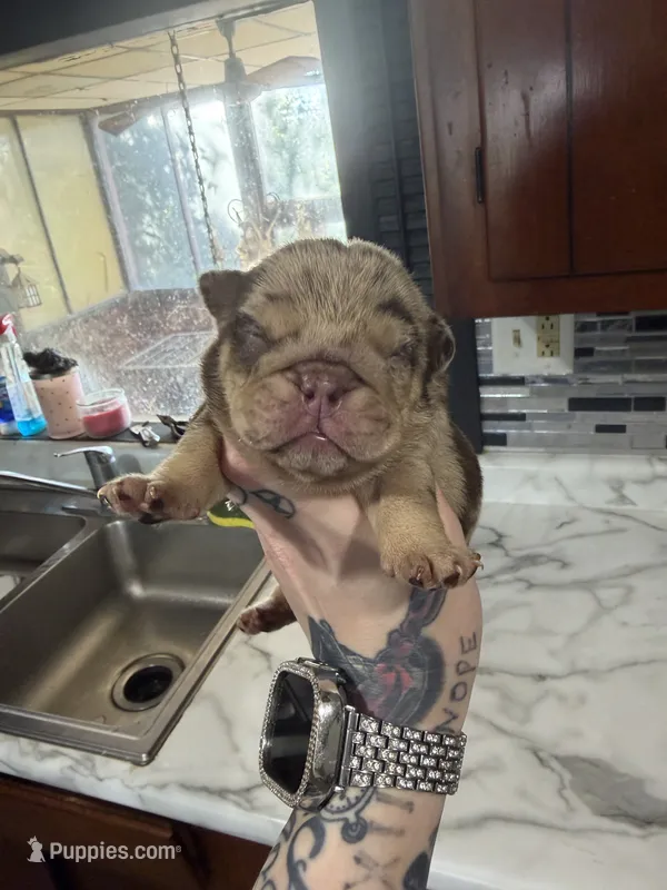 Chocolate Merle Girl – English Bulldog puppy for sale in Cambridge, OH