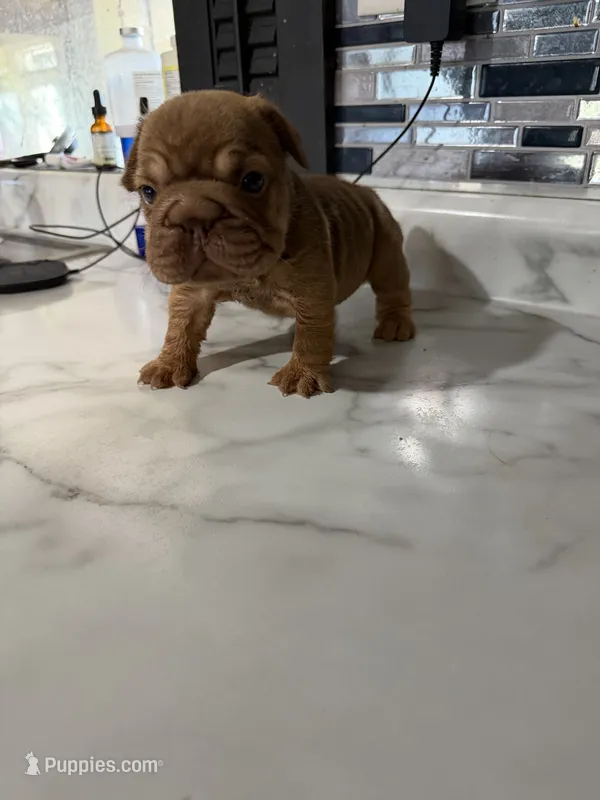 Tiny  – French Bulldog puppy for sale in Cambridge, OH