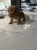 Tiny , a female French Bulldog for sale in Cambridge, OH – 1 of 6