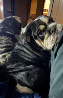 Tally , a female English Bulldog for sale in Wheeling, WV – 1 of 3