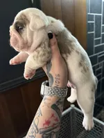Lilac Merle male, a male English Bulldog for sale in Wheeling, WV – 3 of 8