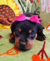 Girl 1, a female Rottweiler for sale in Cambridge, OH – 1 of 1