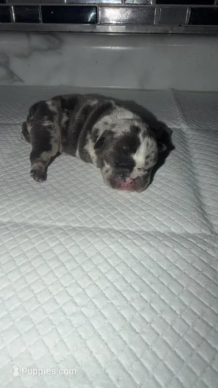 Blue tweed merle male – English Bulldog puppy for sale in Cambridge, OH