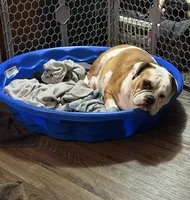 Blue fawn male, a male English Bulldog for sale in Wheeling, WV – 5 of 5