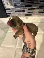 Blue fawn female , a male English Bulldog for sale in Wheeling, WV – 2 of 5