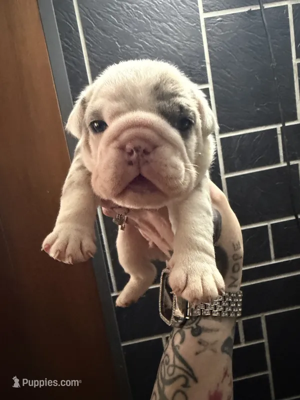 Blue Merle male – English Bulldog puppy for sale in Wheeling, WV
