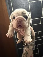 Lilac Merle male, a male English Bulldog for sale in Wheeling, WV – 2 of 8