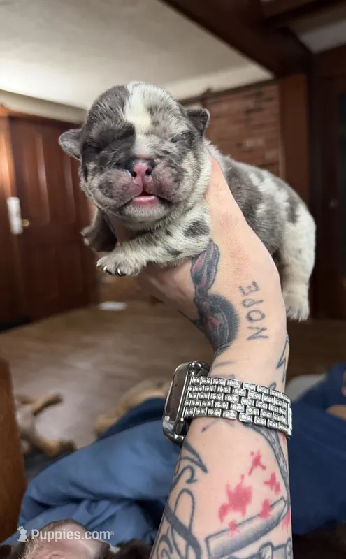 Blue tweed merle male – English Bulldog puppy for sale in Cambridge, OH