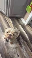 Mafi , a female English Bulldog for sale in Cambridge, OH – 2 of 3