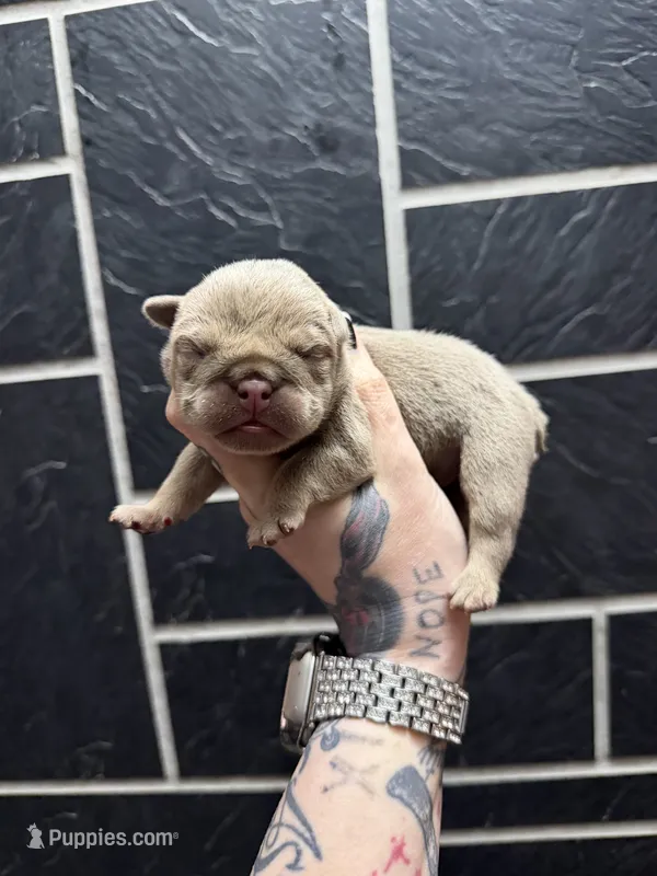 Lilac full suit girl 1 – English Bulldog puppy for sale in Cambridge, OH