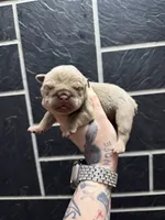 Lilac full suit girl 1, a female English Bulldog for sale in Cambridge, OH – 1 of 1