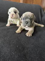 Lilac Merle male, a male English Bulldog for sale in Claysville, PA – 4 of 4