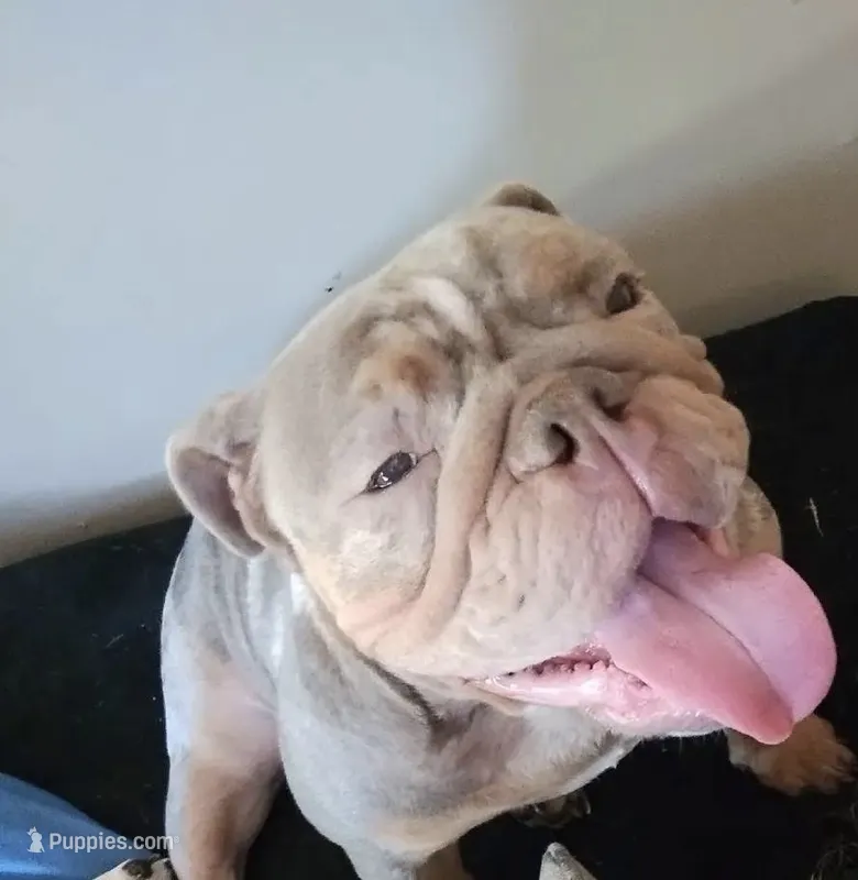 Reen, a female English Bulldog for sale in Wheeling, WV – 1 of 3