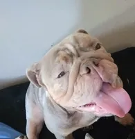 Reen, a female English Bulldog for sale in Wheeling, WV – 1 of 3