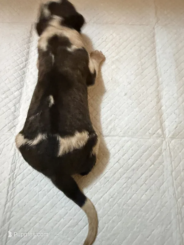 Boy 3  – Saint Bernard puppy for sale in Wheeling, WV