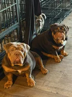 Milkshake, a female English Bulldog for sale in Cambridge, OH – 2 of 3