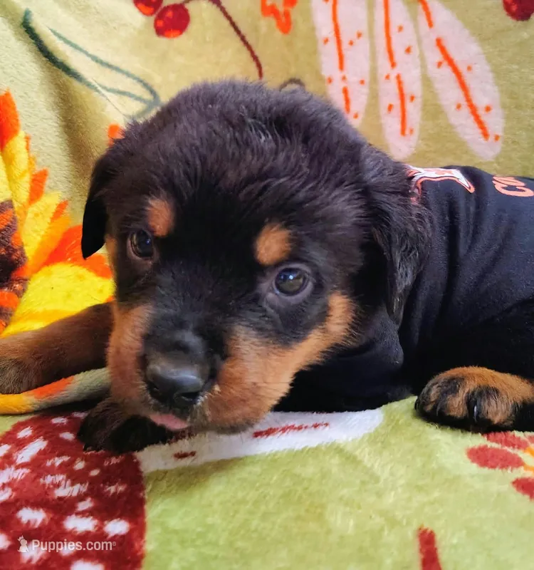 Boy 2 – Rottweiler puppy for sale in Cambridge, OH