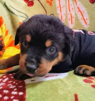 Boy 2, a male Rottweiler for sale in Cambridge, OH – 1 of 1