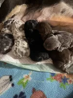 Lilac Merle female , a male English Bulldog for sale in Cambridge, OH – 1 of 1