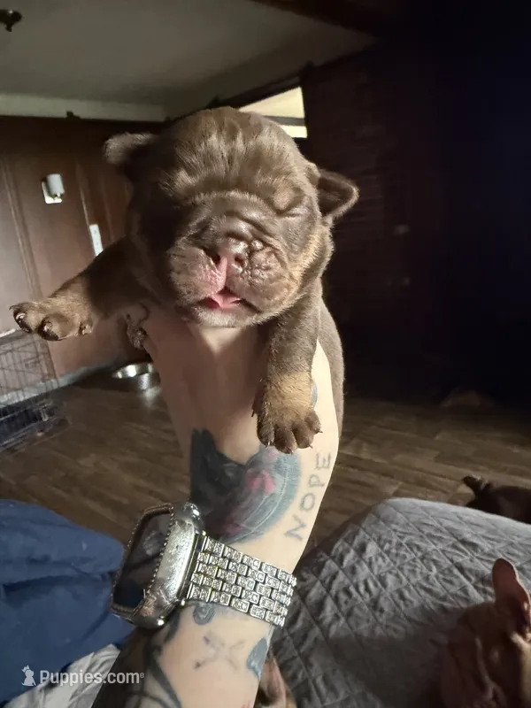 Chocolate male – English Bulldog puppy for sale in Cambridge, OH