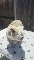 Rosie, a female English Bulldog for sale in Cambridge, OH – 4 of 5