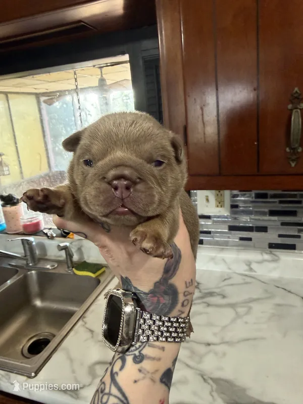 Lilac full suit girl 2 – English Bulldog puppy for sale in Cambridge, OH