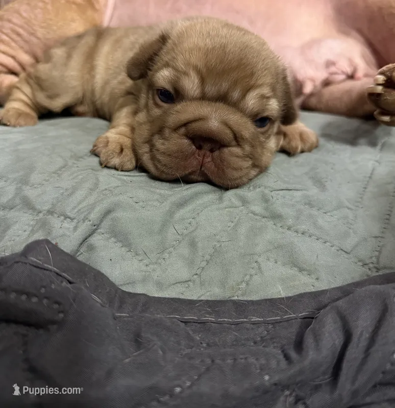 Nugget – French Bulldog puppy for sale in Cambridge, OH