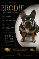 Nugget, a female French Bulldog for sale in Cambridge, OH – 4 of 6
