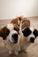 Boy 2 , a male Saint Bernard for sale in Wheeling, WV – 3 of 5