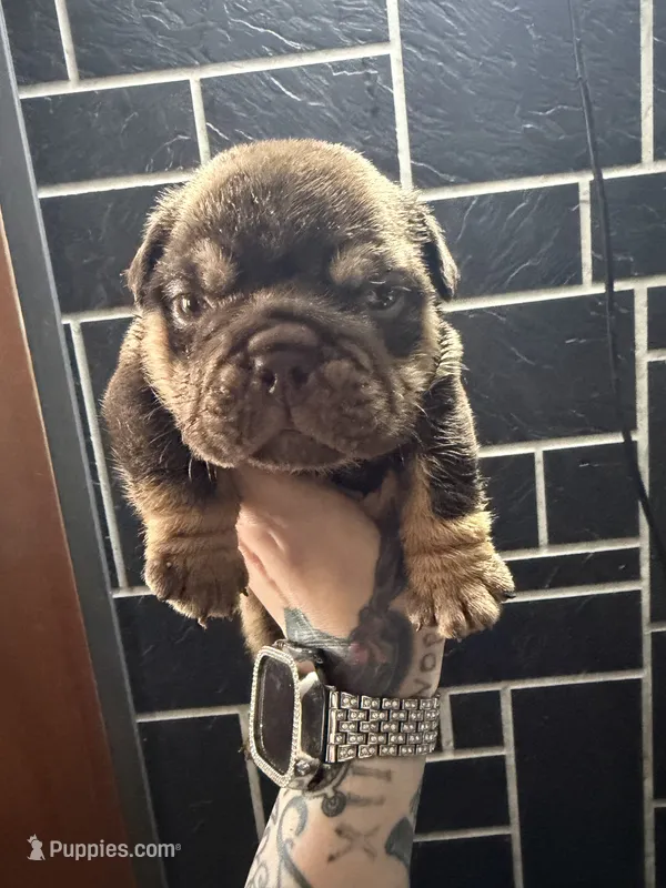 Chocolate boy  – English Bulldog puppy for sale in Wheeling, WV