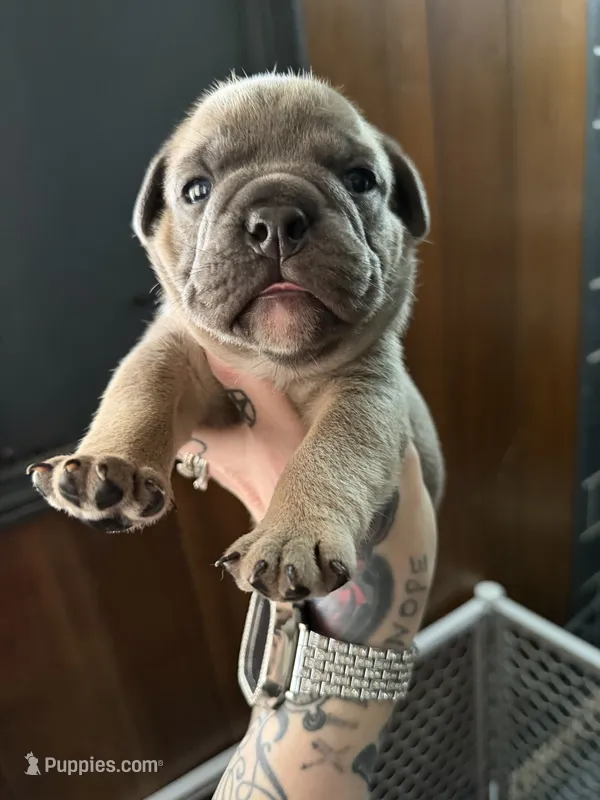Sable male  – English Bulldog puppy for sale in Wheeling, WV