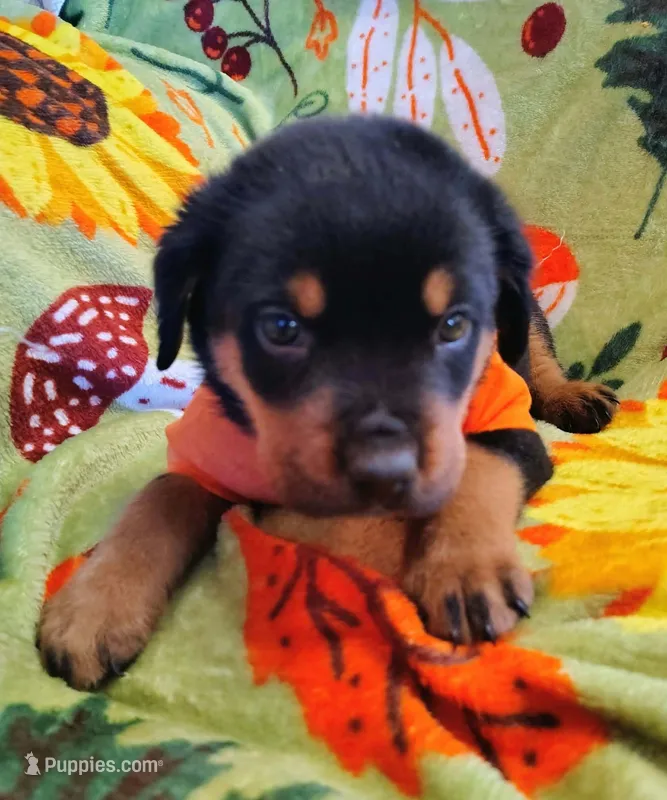Boy 1 – Rottweiler puppy for sale in Cambridge, OH
