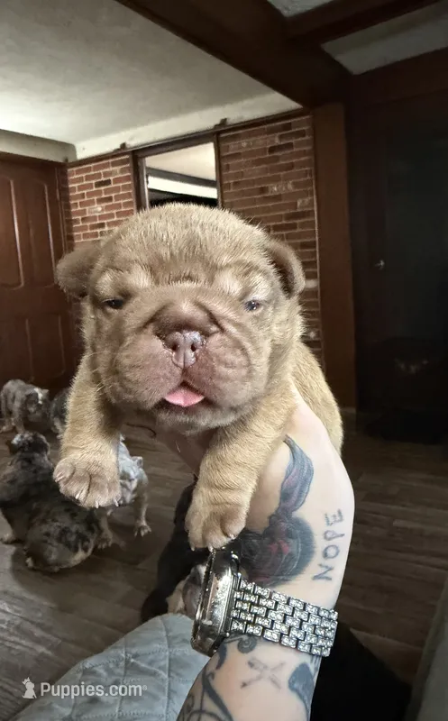 Nugget – French Bulldog puppy for sale in Cambridge, OH