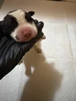 Girl 2 , a male Saint Bernard for sale in Wheeling, WV – 2 of 5