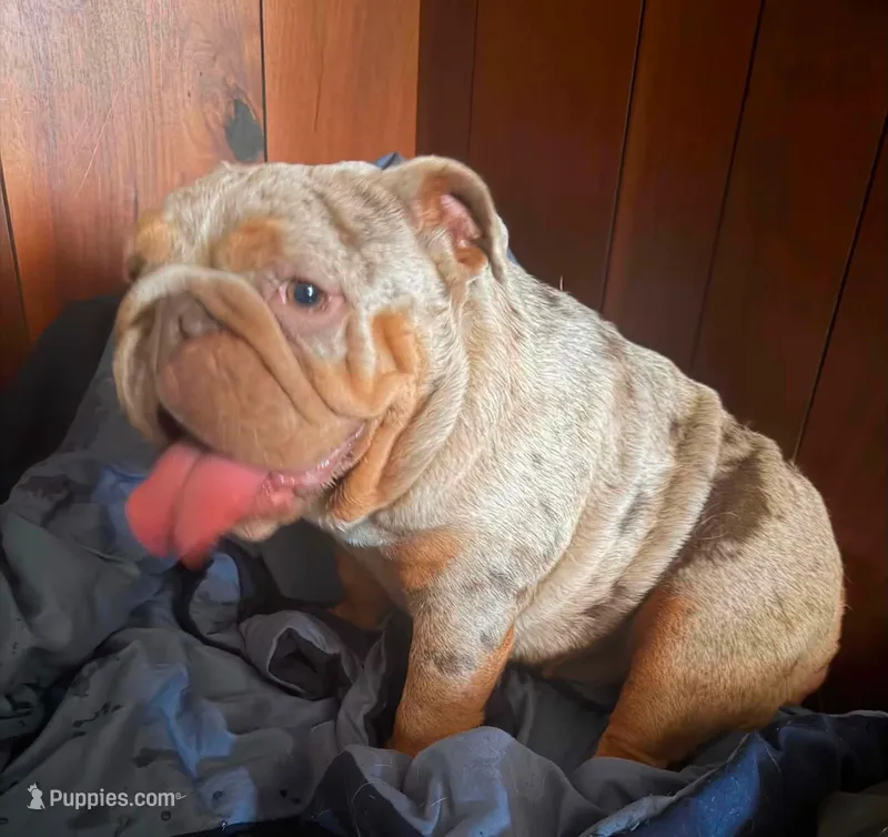 Mafi  – English Bulldog puppy for sale in Cambridge, OH